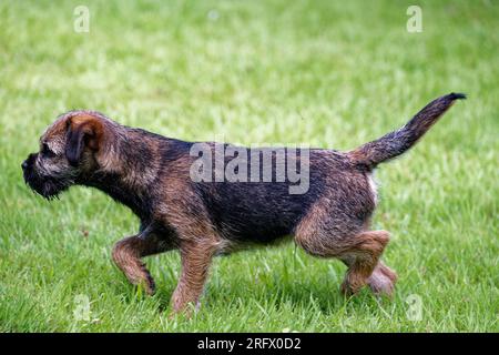 Cucciolo di cane Border Terrier all'aperto con vista sull'erba. Foto Stock