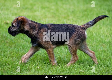 Cucciolo di cane Border Terrier all'aperto con vista sull'erba. Foto Stock