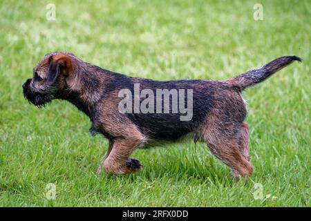 Cucciolo di cane Border Terrier all'aperto con vista sull'erba. Foto Stock