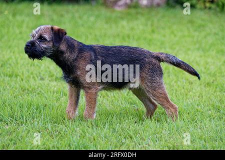 Cucciolo di cane Border Terrier all'aperto con vista sull'erba. Foto Stock