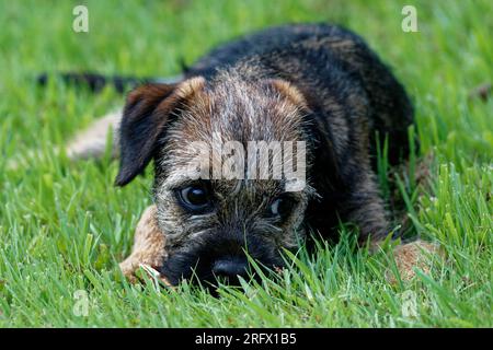 Cucciolo di cane Border Terrier steso in erba. Foto Stock