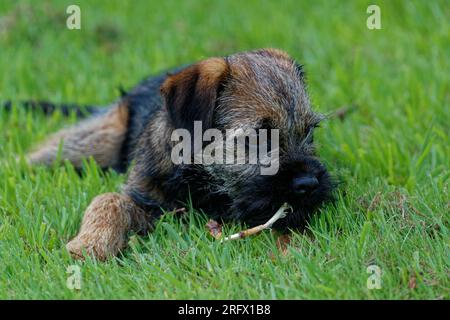Cucciolo di cane Border Terrier steso in erba. Foto Stock