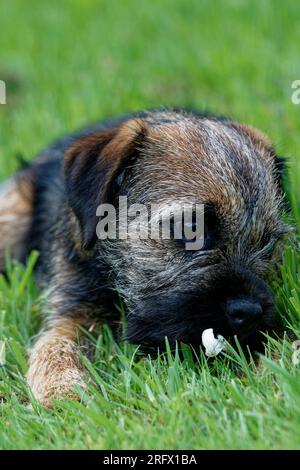 Cucciolo di cane Border Terrier steso in erba. Foto Stock
