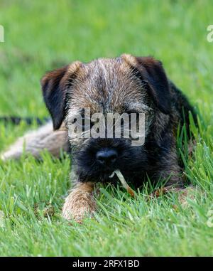 Cucciolo di cane Border Terrier steso in erba. Foto Stock