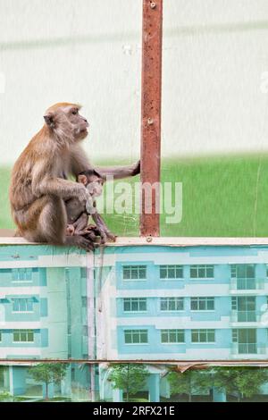 Una donna macaca dalla coda lunga e il suo bambino si fermano per guardare altri membri della tropa nel cantiere immobiliare pubblico Waterway Sunrise Foto Stock