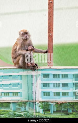 Una donna macaca dalla coda lunga succhia il suo bambino mentre si siede sulla barriera del cantiere immobiliare pubblico Waterway Sunrise, Singapore Foto Stock