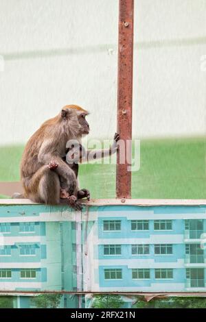 Una donna macaca dalla coda lunga succhia il suo bambino mentre si siede sulla barriera del cantiere immobiliare pubblico Waterway Sunrise, Singapore Foto Stock
