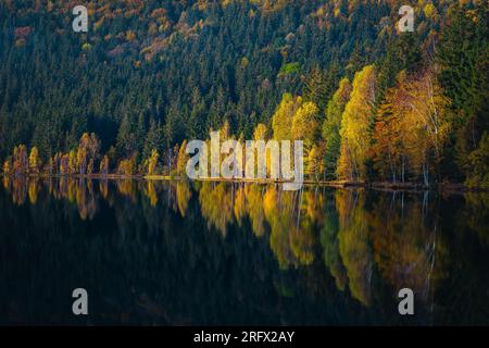 Spettacolare paesaggio autunnale con alberi di betulla colorati sulla riva del lago. Ottimo luogo turistico e turistico con il lago di Saint Ana, Transilvania, Romania, Foto Stock