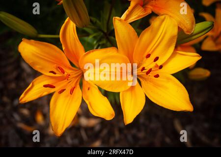 Primo piano di due fiori di giglio di colore giallo scuro. Foto Stock