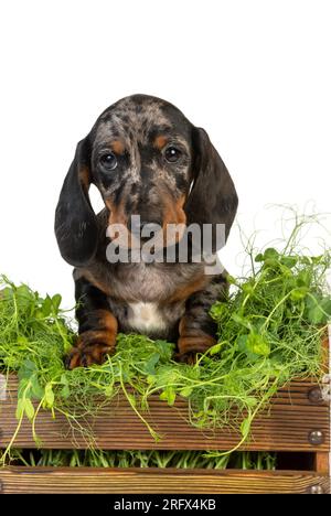 il curioso cucciolo di dachshund in marmo è seduto nel cesto con erba verde su sfondo bianco dello studio Foto Stock