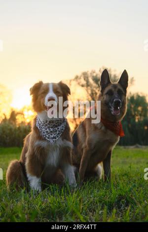 Gli animali domestici concept si divertono in estate passeggiando nel parco. Due cani in campo al tramonto. Splendida luce d'ingombro calda, ora d'oro. Australiano e tedesco Foto Stock