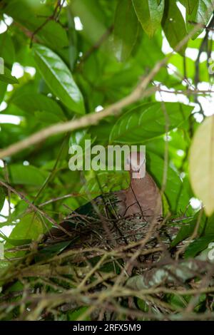 Pacific Emerald dove, Chalcophaps indica, Emerald dove, Emerald dove con tappo marrone, Wild, femmina al nido, Yungaburra, Australia. Foto Stock