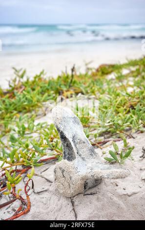 Foto ravvicinata di una vertebra sulla spiaggia di Tortuga Bay sull'isola di Santa Cruz, area selettiva, Isole Galapagos, Ecuador. Foto Stock