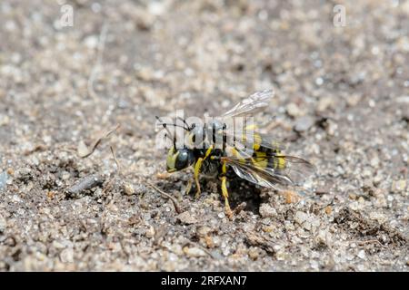 Coppia accoppiata di vespe da diga a coda ornata (Cerceris rybyensis), Crabronidae. Sussex, Regno Unito Foto Stock