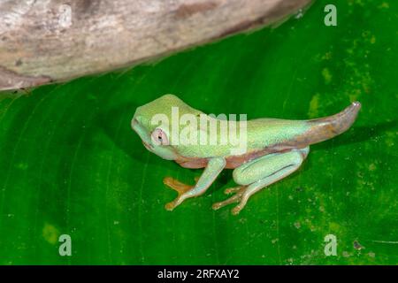 Froglet a coda di rana rosso recentemente metamorfoso (Agalychnis callidryas), Phyllomedusinae, Hylidae, Amphibia Foto Stock