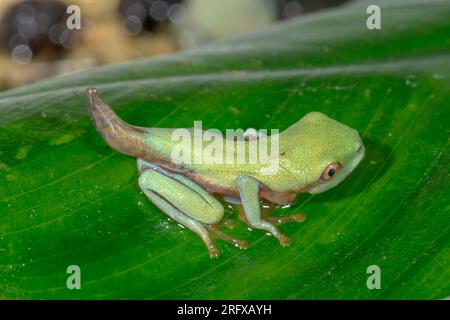 Froglet dell'albero rosso recentemente metamorfoso (Agalychnis callidryas), Phyllomedusinae, Hylidae, Amphibia Foto Stock