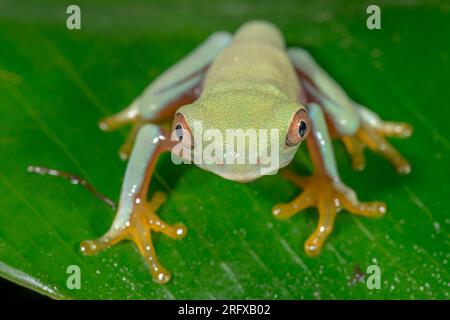 Froglet dell'albero rosso recentemente metamorfoso (Agalychnis callidryas), Phyllomedusinae, Hylidae, Amphibia Foto Stock