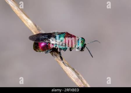 Coda di rubino o Cuckoo Wasp (Hedychrum niemelai), Chrysididae. Sussex, Regno Unito Foto Stock