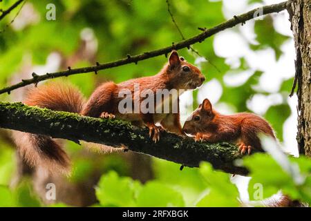 Dülmen, NRW, Germania. 6 agosto 2023. Uno scoiattolo rosso eurasiatico (Sciurus vulgaris) si occupa dei suoi giovani (kit) nel bosco vicino a Dülmen, nella campagna di Münsterland. I rari roditori erbivori sono stati osservati più di recente con abbondanza di cibo disponibile durante l'estate calda ma umida di quest'anno. Crediti: Imageplotter/Alamy Live News Foto Stock