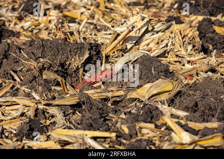 Lo scalpello ha arato un campo agricolo di mais dopo il dissodamento autunnale. Concetto di erosione del suolo, compattazione e agricoltura. Foto Stock