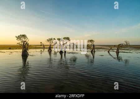 L'albero di mangrovie danzante all'isola di Sumba, Indonesia, durante il tramonto Foto Stock