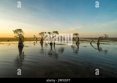 L'albero di mangrovie danzante all'isola di Sumba, Indonesia, durante il tramonto Foto Stock