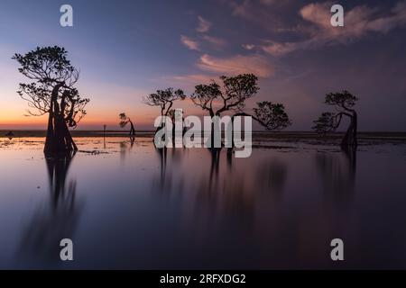 L'albero di mangrovie danzante all'isola di Sumba, Indonesia, durante il tramonto Foto Stock