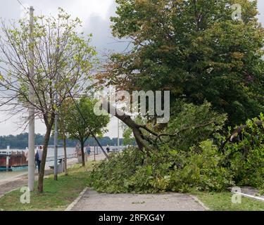 Albero caduto dopo una tempesta su un sentiero accanto alla confluenza dei fiumi Sava e Danubio nella capitale Belgrado, Serbia. 6 agosto 2023. Foto Stock