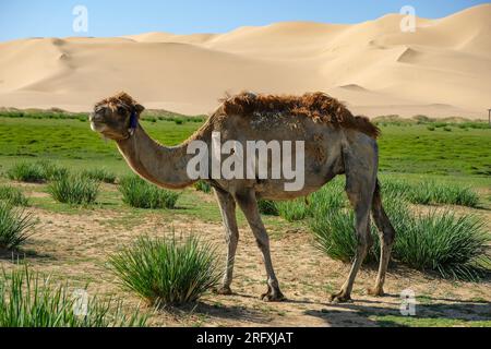 Un cammello nelle dune di sabbia di Khongor nel deserto del Gobi in Mongolia. Foto Stock