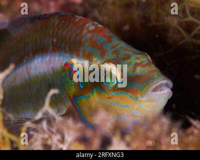 Wrasse otcellato (Symphodus ocellatus), pesce maschio su sfondo nero Foto Stock