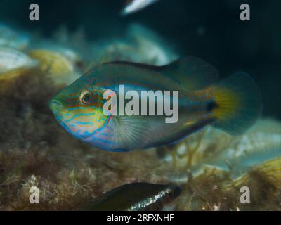 Wrasse otcellato (Symphodus ocellatus), pesce maschio su sfondo nero Foto Stock