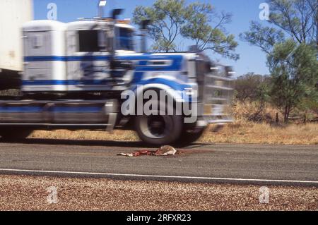 Cangaroo ucciso da un treno stradale nell'entroterra del Queensland, in Australia. Foto Stock