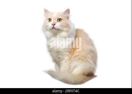 Gatto persiano bianco e marrone chiaro, isolato, su sfondo bianco Foto Stock