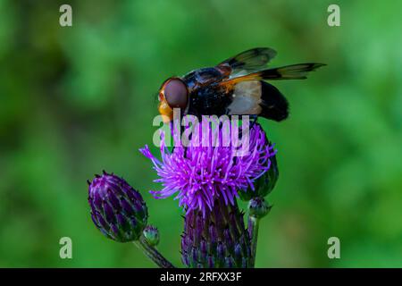 Un macro shot di una volucella pellucens femmina veduto al nettare su un fiore di cardo in tarda estate Foto Stock