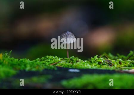 Mycena galopus, noto come il cofano mungitore o il mycena a goccia di latte, fungo selvatico Foto Stock