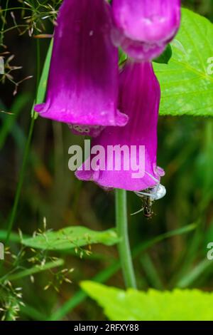 Primo piano del fiore viola di Foxglove (nome latino digitalis) nella foresta Foto Stock