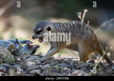 Due meerkat (Suricata suricatta) noti anche come suricate, giocano mordendosi l'un l'altro Foto Stock