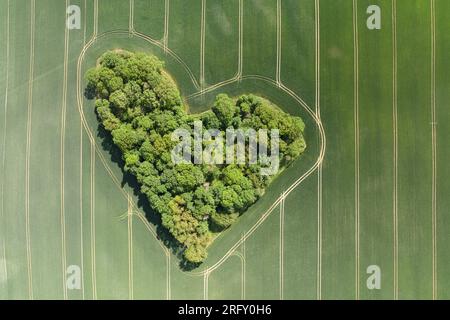 Vista aerea con droni della foresta a forma di cuore che circonda il campo in fiore di byg Reen in Polonia. Alberi d'amore, cuore fatto di alberi a Sakarszyn Foto Stock