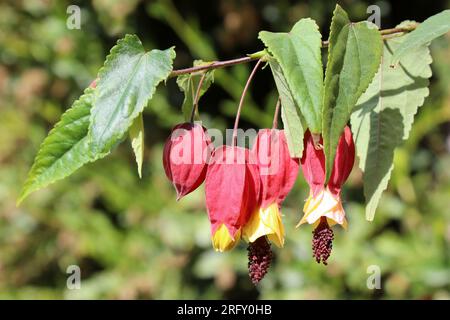 Abbandono finale - Abutilon megapotamicum sin. Callianthe megapotamica Foto Stock