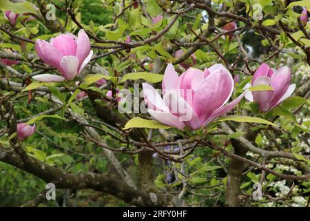 Magnolia x soulangeana 'Lennei' comunemente conosciuta come Saucer Magnolia Foto Stock