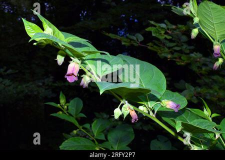 Particolare del fiore belladonna (Atropa belladonna) una specie tossica e medicinale. Foto Stock