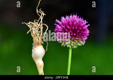 Dettaglio dell’infiorescenza e del bulbo di un aglio selvatico commestibile (Allium sphaerocephalon). Foto Stock