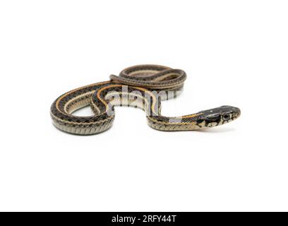 Un bellissimo serpente della giarrettiera delle pianure è isolato e fotografato su uno sfondo bianco. Foto Stock