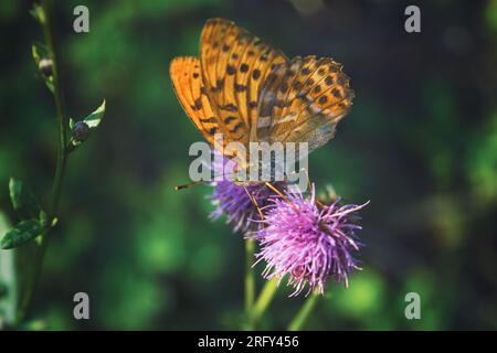 Butterfly fritillary con ali arancioni aperte con puntini punteggiati su un fiore. Foto Stock