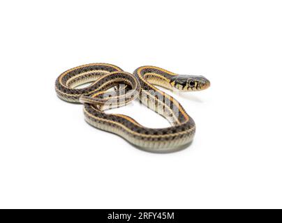 Un bellissimo serpente della giarrettiera delle pianure è isolato e fotografato su uno sfondo bianco. Foto Stock