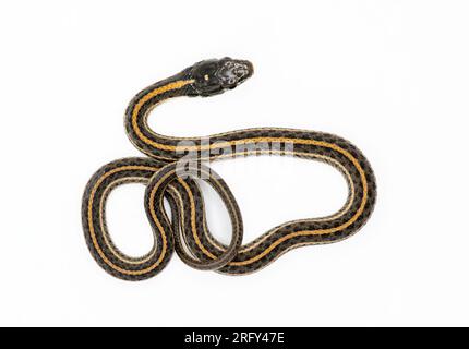 Un bellissimo serpente della giarrettiera delle pianure è isolato e fotografato su uno sfondo bianco. Foto Stock