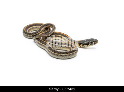 Un bellissimo serpente della giarrettiera delle pianure è isolato e fotografato su uno sfondo bianco. Foto Stock