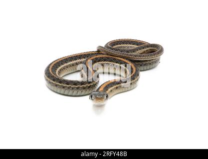 Un bellissimo serpente della giarrettiera delle pianure è isolato e fotografato su uno sfondo bianco. Foto Stock