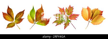 Foglie d'autunno colorate isolate su sfondo bianco Foto Stock