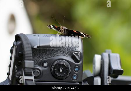 Red Admiral Butterfly sulla fotocamera DSLR Canon 90D. Foto Stock